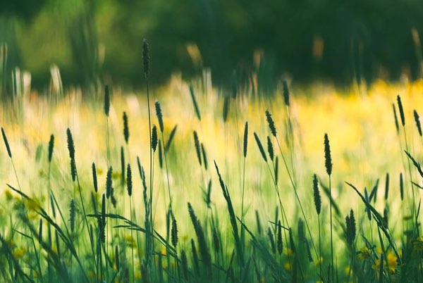 Temperaturas altas y el avance de las alergias