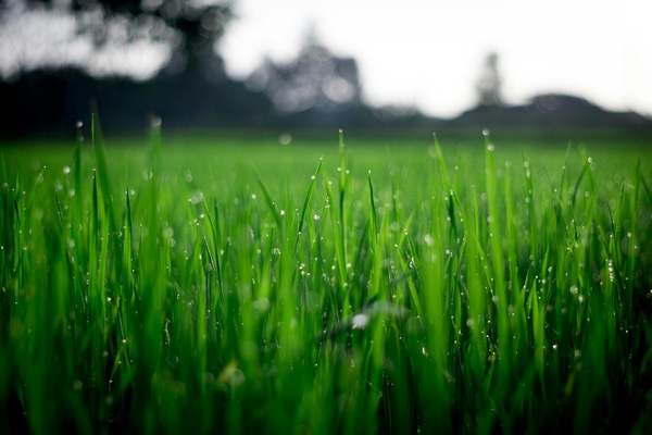 Malalties de la gespa natural: Com prevenir-les?