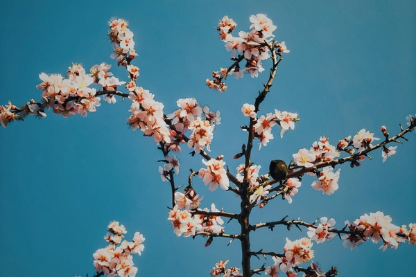 Els beneficis de la primavera