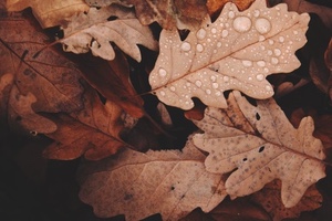 Podas de Otoño
